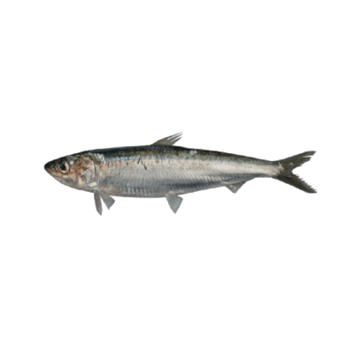 Freskoa -Sardine Freskoa -Sardine