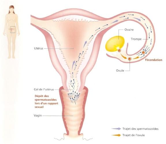 Schéma de la fécondation humaine http://attendre-bebe.com/wp-content/uploads/2014/03/La-magie-de-lovulation.jpg Schéma de la fécondation humaine http://attendre-bebe.com/wp-content/uploads/2014/03/La-magie-de-lovulation.jpg