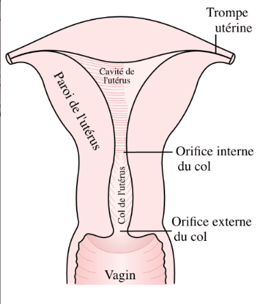 Schéma en coupe de l’utérus. Par Catmas, https://commons.wikimedia.org/w/index.php?curid=5070414 Schéma en coupe de l’utérus. Par Catmas, https://commons.wikimedia.org/w/index.php?curid=5070414