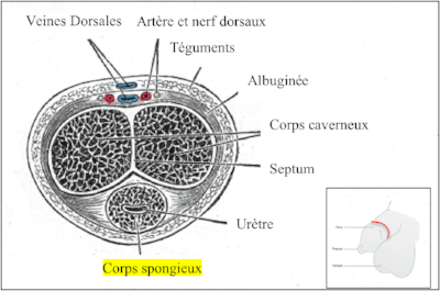 Coupe transversale du pénis Coupe transversale du pénis
