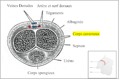 Coupe transversale de pénis Coupe transversale de pénis