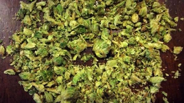 Ground Cannabis. No need for a fancy grinder, just break it up with your fingers. Ground Cannabis. No need for a fancy grinder, just break it up with your fingers.