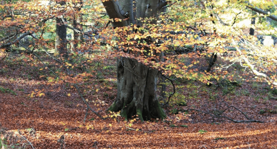 Penny rock woods Penny rock woods
