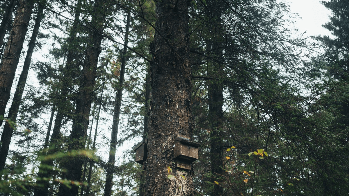 stay in the shade at Grizedale forest stay in the shade at Grizedale forest