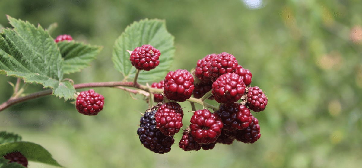 Blackberries Blackberries