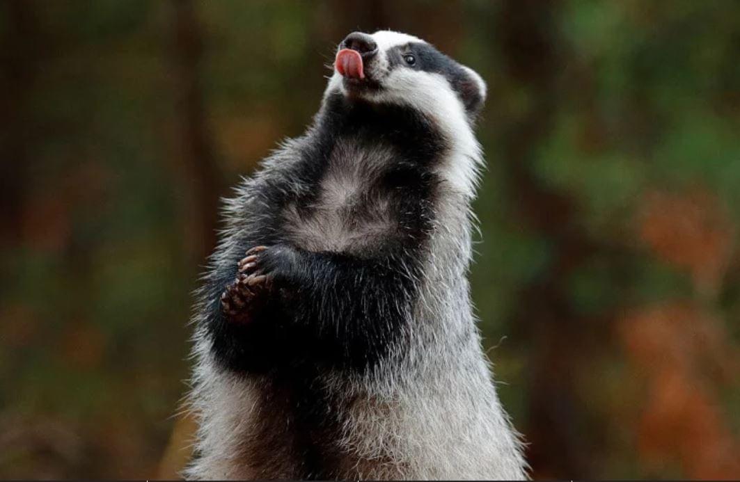 badgers in the lake district badgers in the lake district