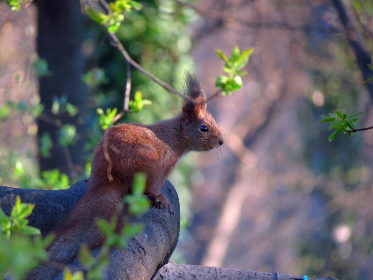 A red squirrel in the Lake District A red squirrel in the Lake District