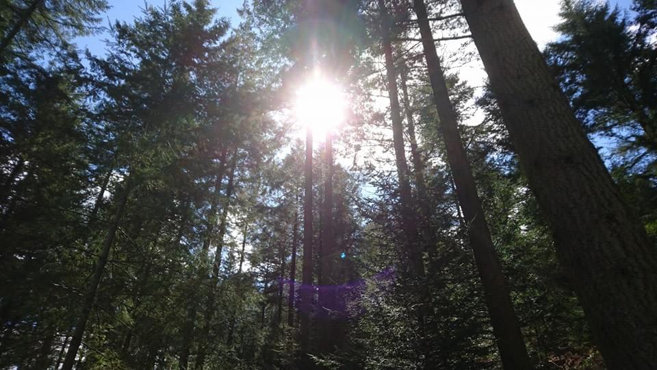 light shining through the trees in grizedale forest, Lake District light shining through the trees in grizedale forest, Lake District