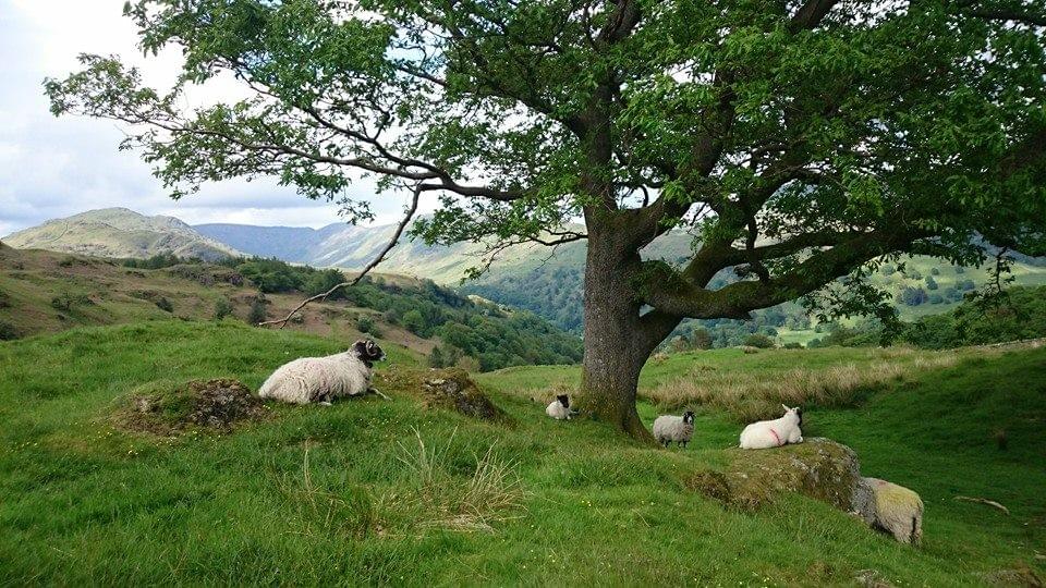 Rydal in the Lake District, with sheep and a tree Rydal in the Lake District, with sheep and a tree