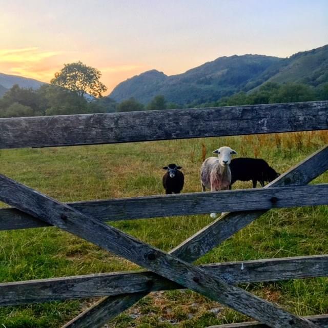 Herdwick Sheep, Lake District Herdwick Sheep, Lake District