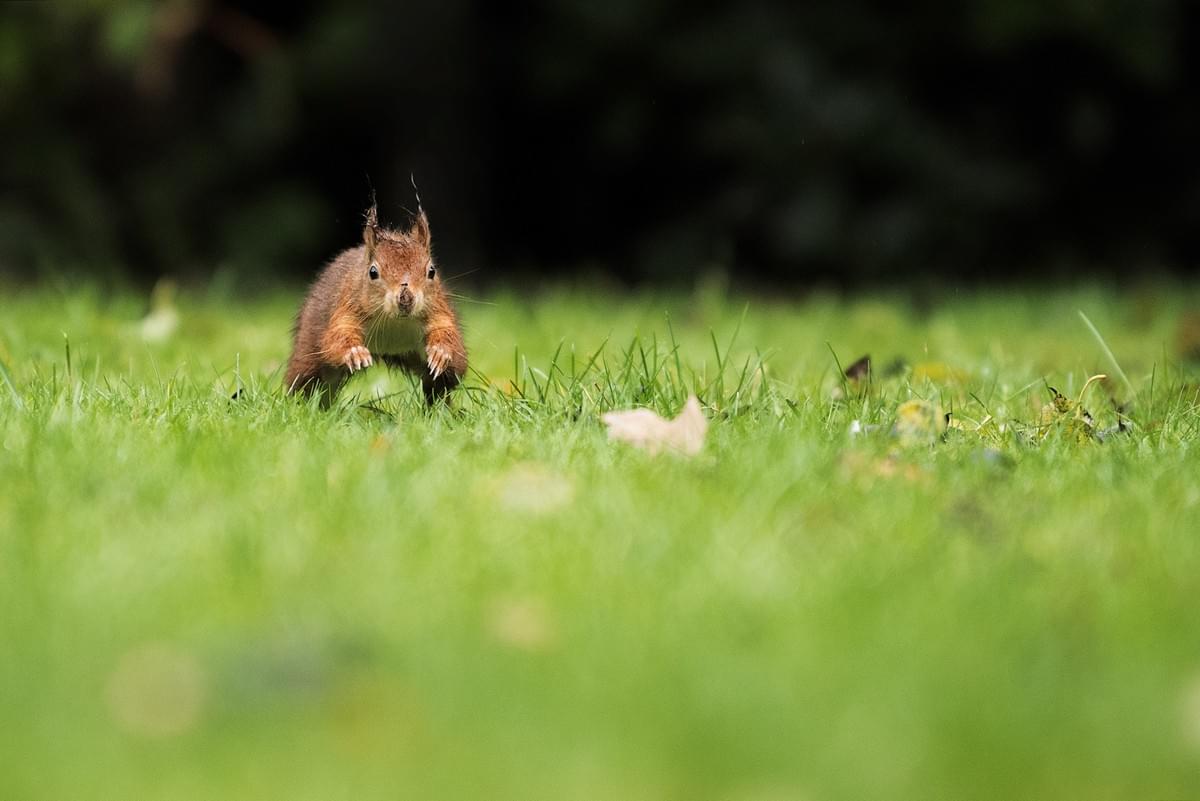 red squirrel running red squirrel running