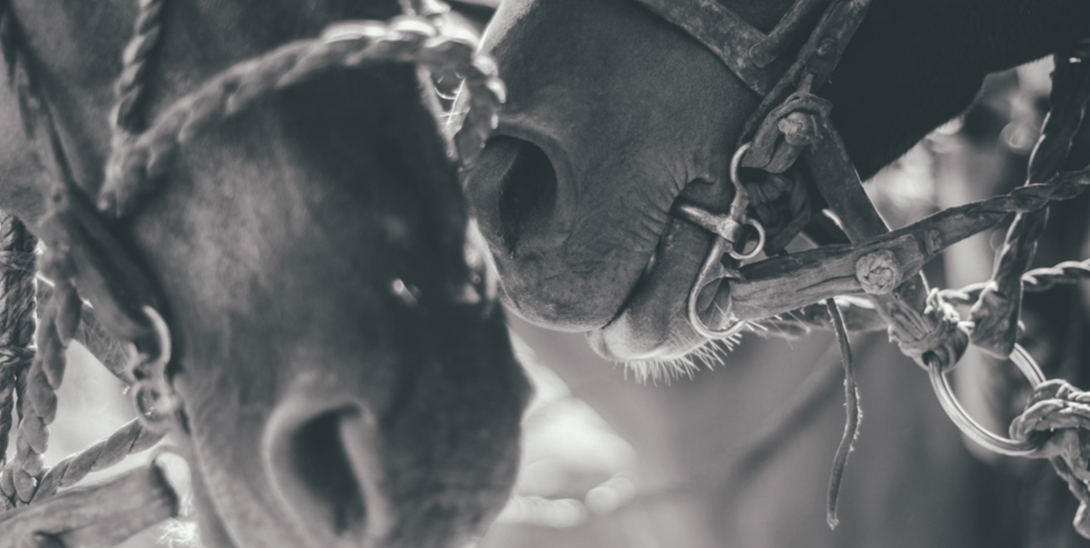 two horses noses two horses noses