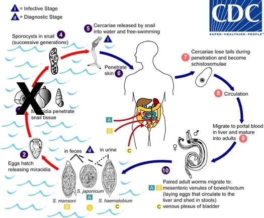 Schistosomiasis Life Cycle Schistosomiasis Life Cycle