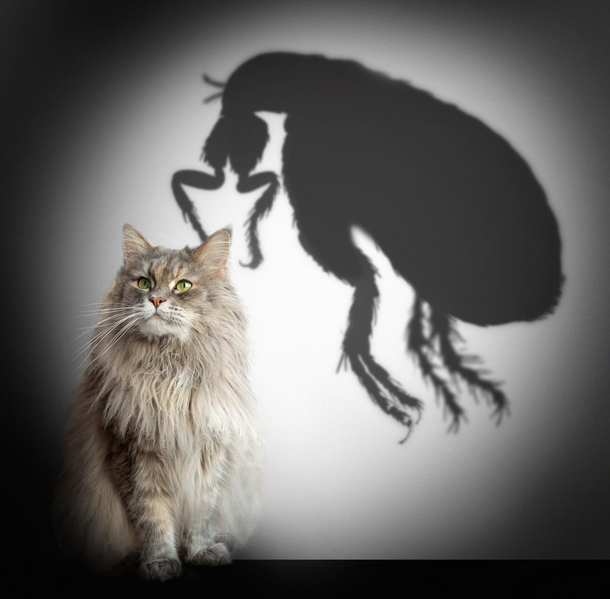 organic flea protection organic flea protection