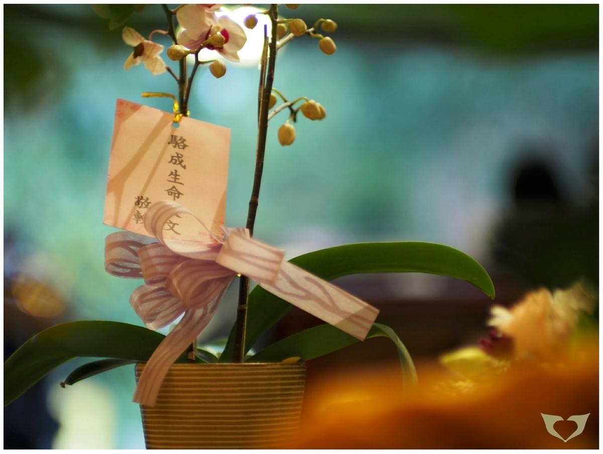 推薦生命禮儀駱成生命禮儀40年老店 推薦生命禮儀駱成生命禮儀40年老店