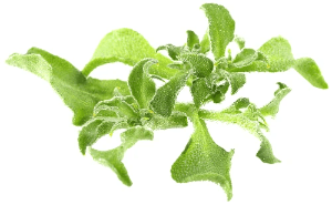 冰花,被譽為「菜葉中的鑽石」 冰花,被譽為「菜葉中的鑽石」