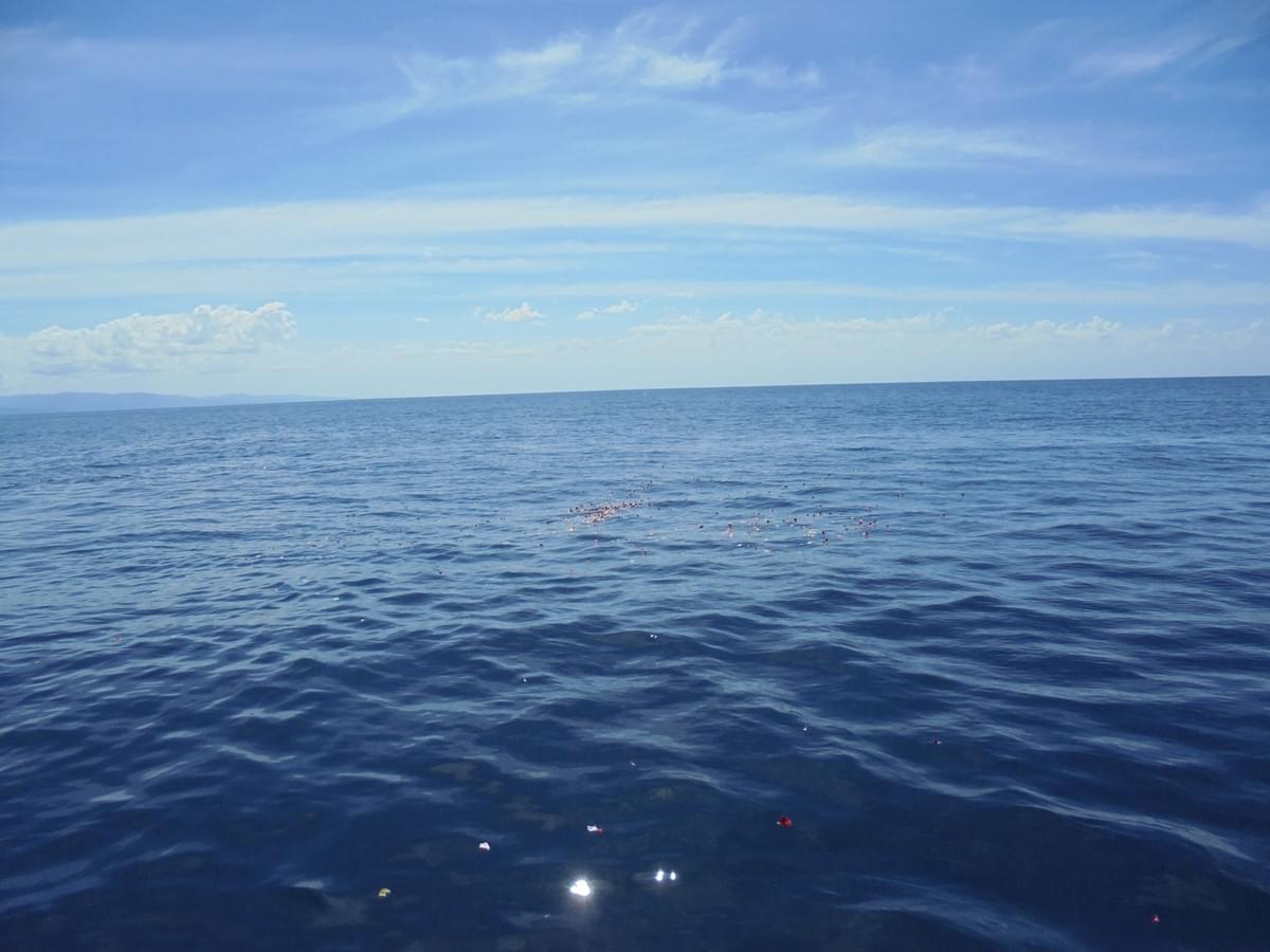 8.18高知で海洋散骨 8.18高知で海洋散骨