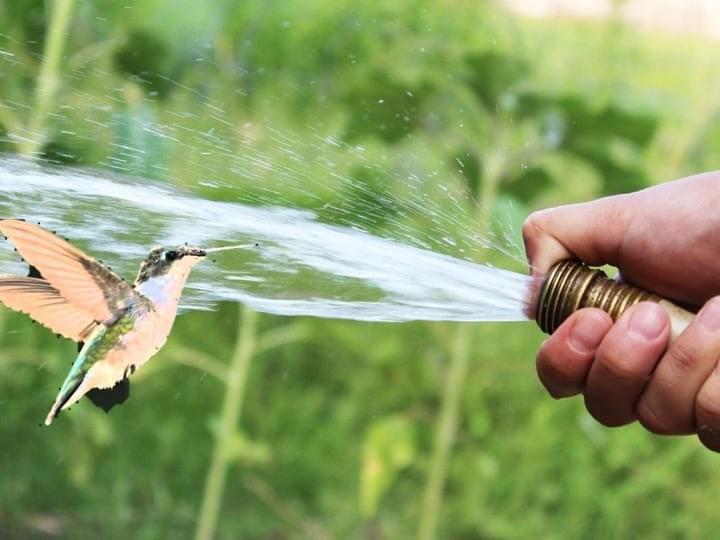 Hummingbird drinking from a hose. Parched? Or a sign of some kind? Hummingbird drinking from a hose. Parched? Or a sign of some kind?