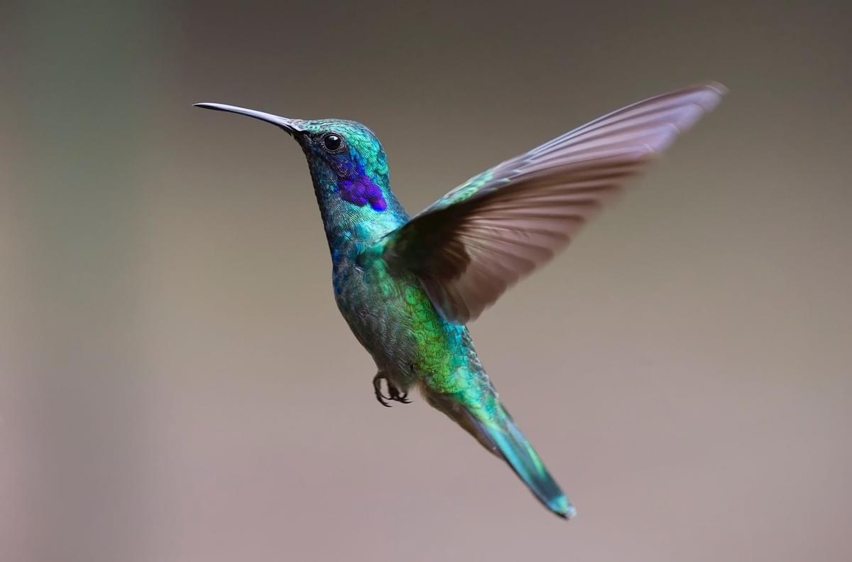 Hummingbirds are true hoverers. They can stay still for as long as they wish! Hummingbirds are true hoverers. They can stay still for as long as they wish!