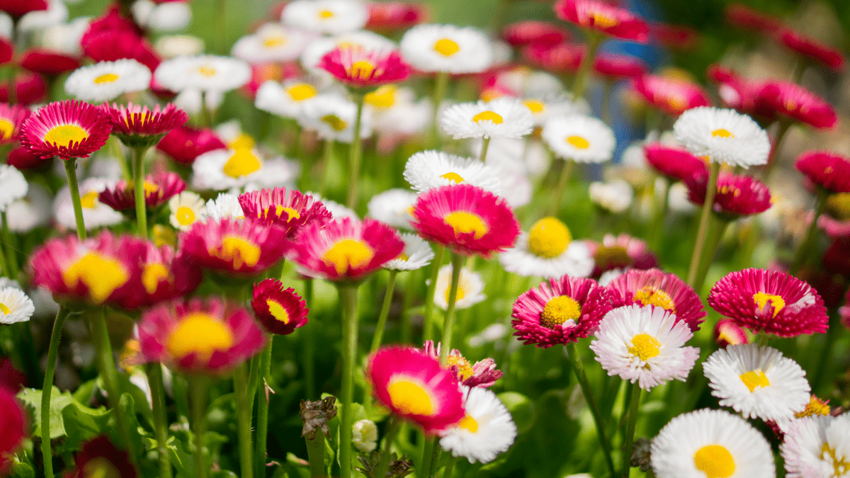 Summer Flowers in Bloom Summer Flowers in Bloom