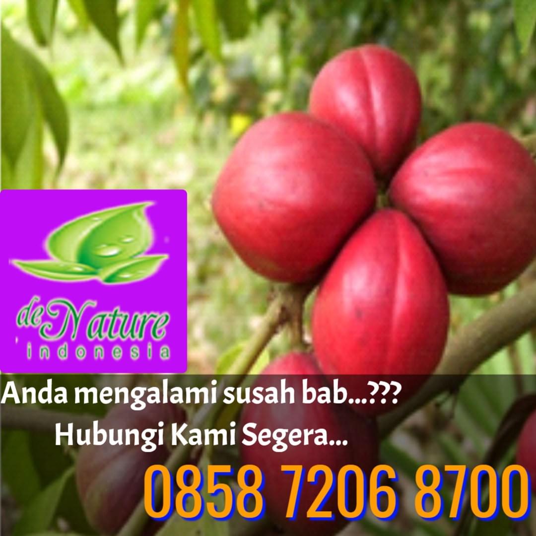 Obat Tradisional Untuk Ambeien Berdarah Obat Tradisional Untuk Ambeien Berdarah