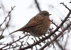 A dunnock, photographed sitting on a bare branch against a dull, light grey sky. A dunnock, photographed sitting on a bare branch against a dull, light grey sky.