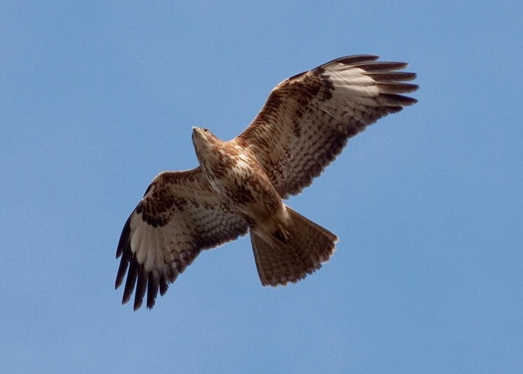 A European buzzard gliding, photographed from below against a clear blue sky. A European buzzard gliding, photographed from below against a clear blue sky.