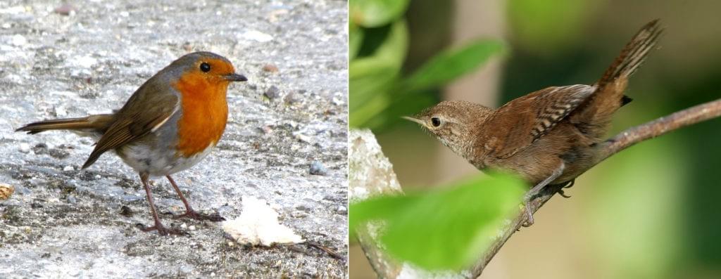 Two photographs side by side: a male robin, facing right, its head cocked to one side, standing on icy ground. In the second, a wren, facing left, tips up its tail as it sits on a twig amongst green leaves. Two photographs side by side: a male robin, facing right, its head cocked to one side, standing on icy ground. In the second, a wren, facing left, tips up its tail as it sits on a twig amongst green leaves.