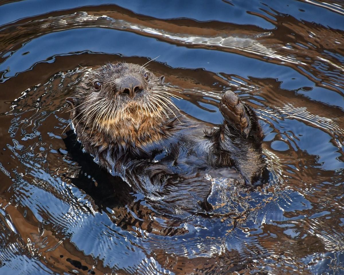 Sea Otter Sea Otter