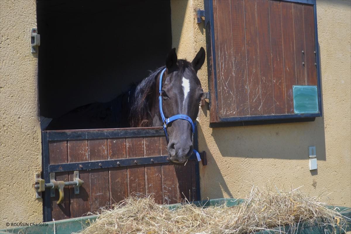 Phot © Roussin Charlotte - jument dans son box - Haras de la Barbotière Phot © Roussin Charlotte - jument dans son box - Haras de la Barbotière