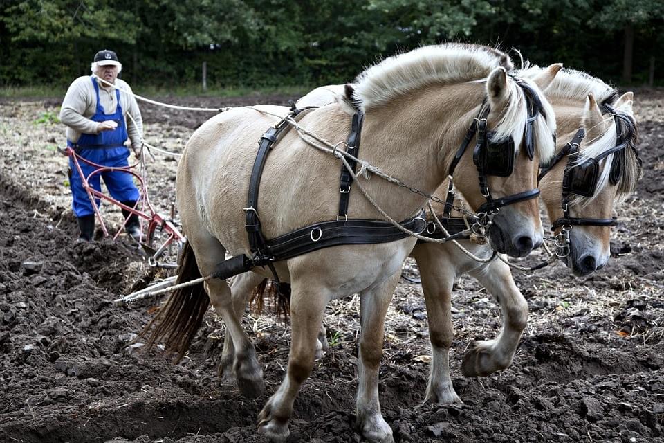 Travail de labour chevaux - Blog Ethonova Travail de labour chevaux - Blog Ethonova