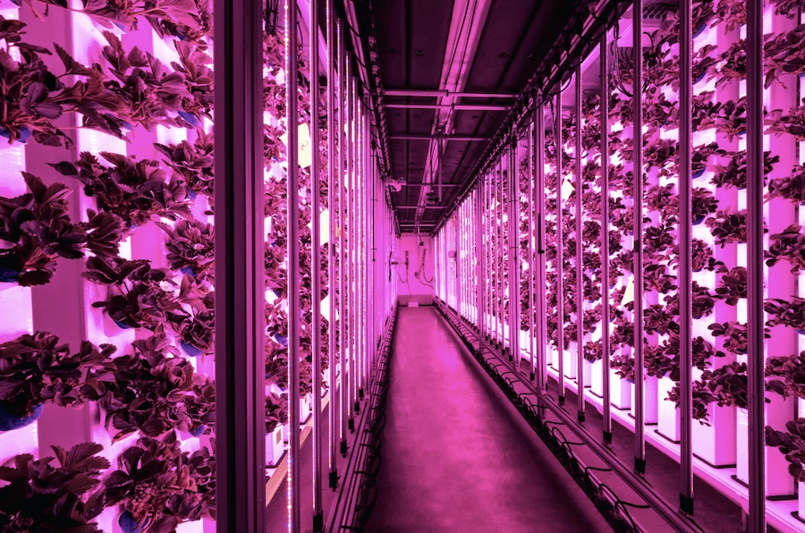 intérieur d'un container Agricool intérieur d'un container Agricool