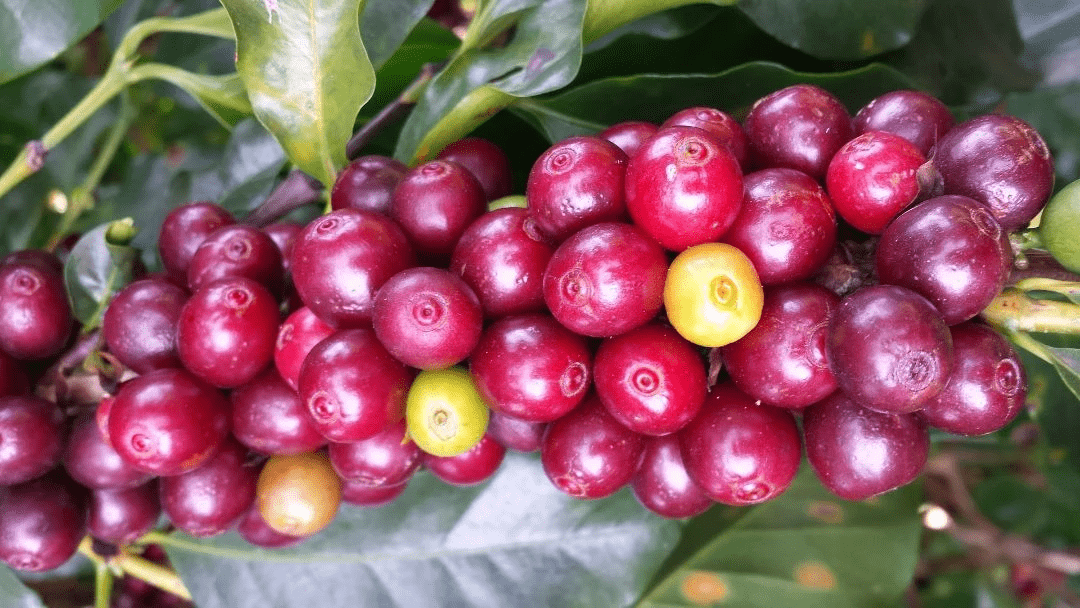 Les cerises du caféier Les cerises du caféier