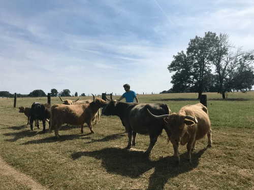 Les vaches Highlands de Thomas Les vaches Highlands de Thomas