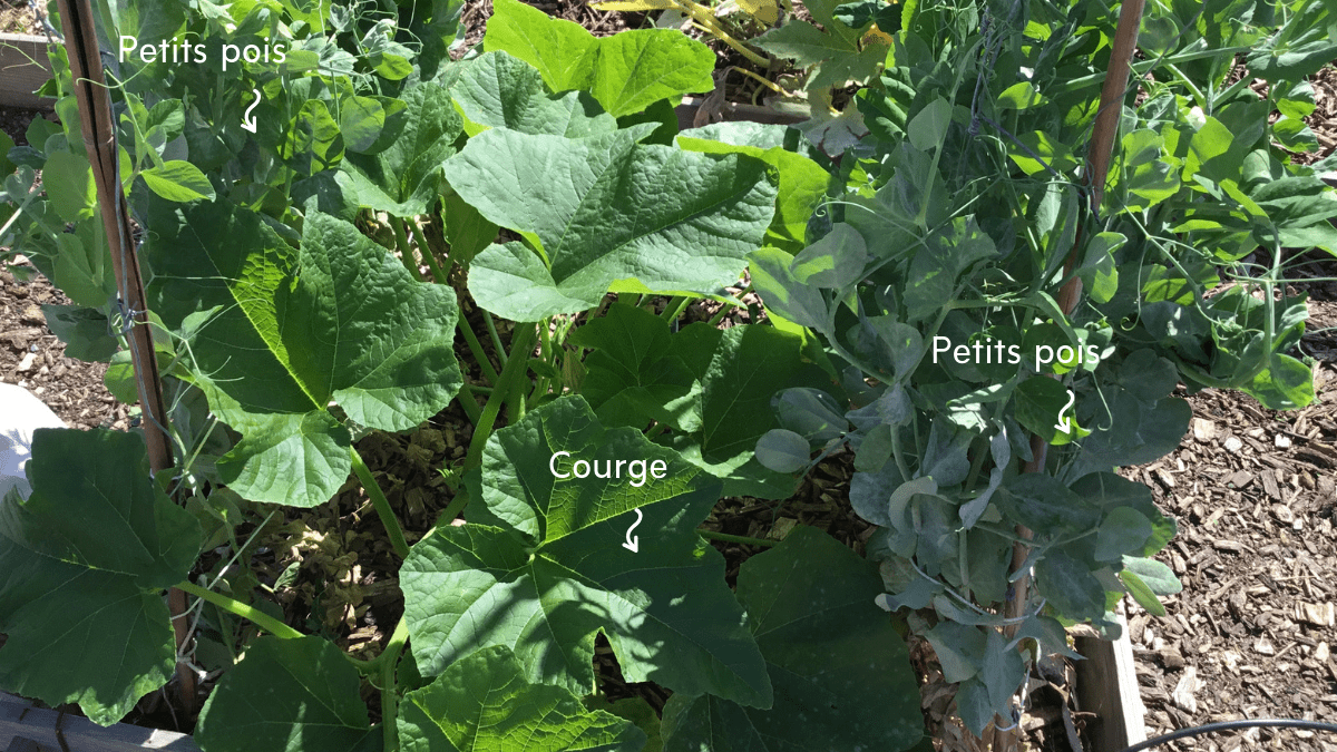 Pouloulou sur les toits d'AgroParisTech Pouloulou sur les toits d'AgroParisTech
