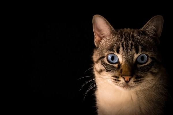 Village Vets - Emergency Cat Vet - Vomiting in Cats Village Vets - Emergency Cat Vet - Vomiting in Cats