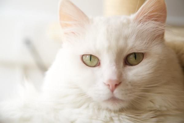 Is vomiting harmful for my cat? Is vomiting harmful for my cat?