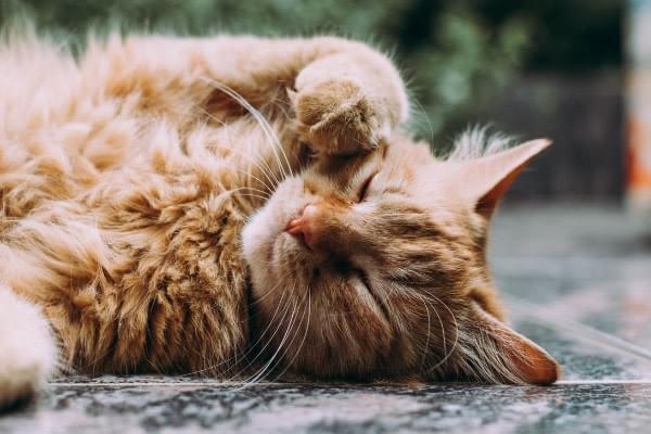 Is my cats sick? Emergency cat Vet Is my cats sick? Emergency cat Vet