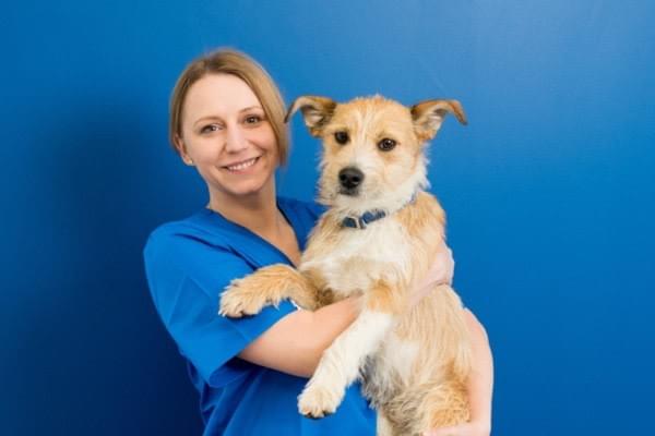 Why does my dog eat grass? - Village Vets - Emergency Vets Why does my dog eat grass? - Village Vets - Emergency Vets