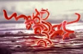 virus penyebab sipilis gonore virus penyebab sipilis gonore