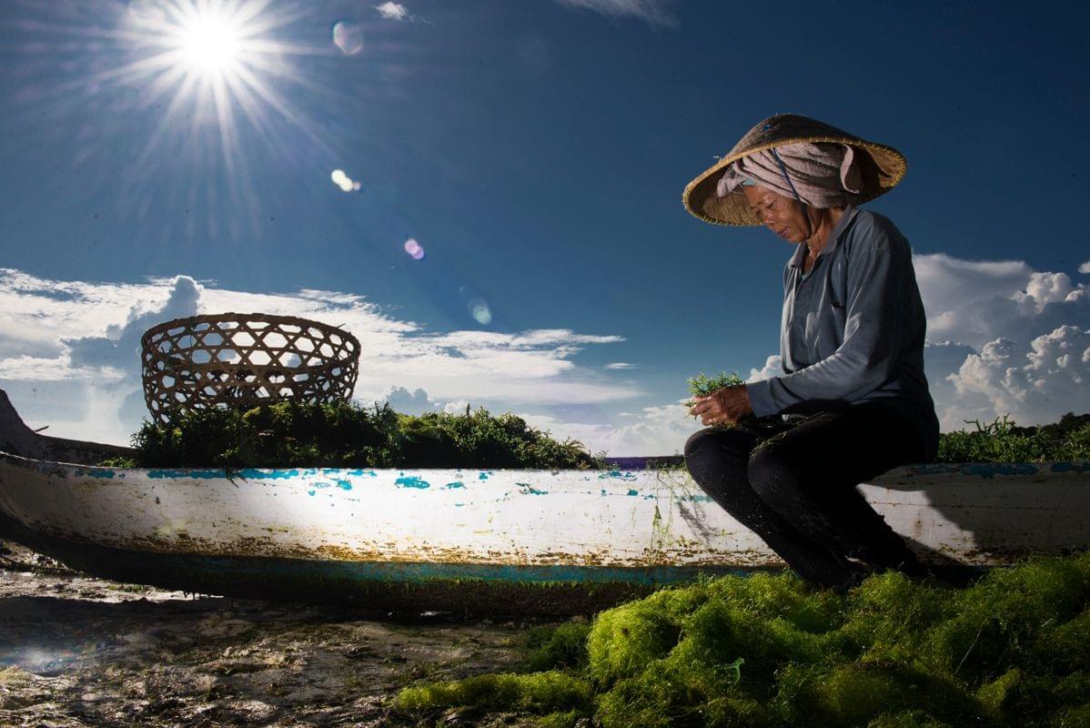 Seaweed farming is an activity that is restorative to oceans, creates livelihoods for coastal communities, and offers job opportunities to women. Photo credit: Carol da Riva Seaweed farming is an activity that is restorative to oceans, creates livelihoods for coastal communities, and offers job opportunities to women. Photo credit: Carol da Riva