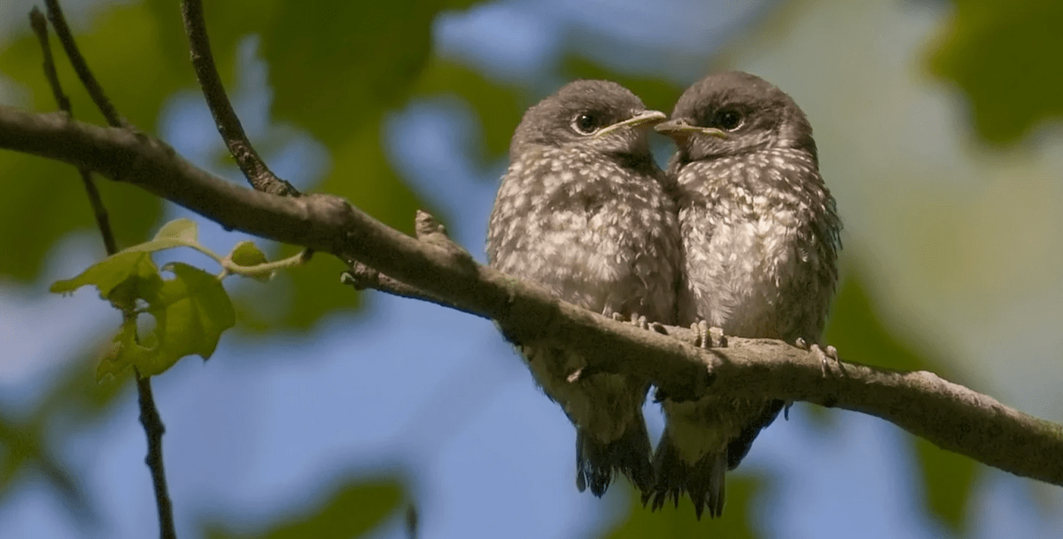 Baby Eastern Blue Birds Baby Eastern Blue Birds