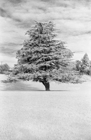 A tree photographed on an Olympus OM1 camera with Rollei Infrared Film rendering the grass and leaves white A tree photographed on an Olympus OM1 camera with Rollei Infrared Film rendering the grass and leaves white