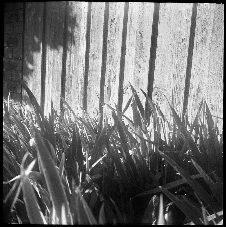 Plants and a fence test photograph on a Voigtlander Brilliant Plants and a fence test photograph on a Voigtlander Brilliant