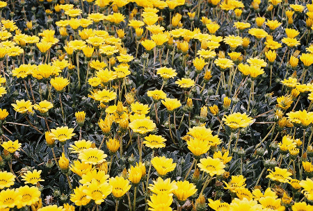 Yashica Ic Lynx 5000E camera test image, a sea of yellow flowers open on a bright day Yashica Ic Lynx 5000E camera test image, a sea of yellow flowers open on a bright day