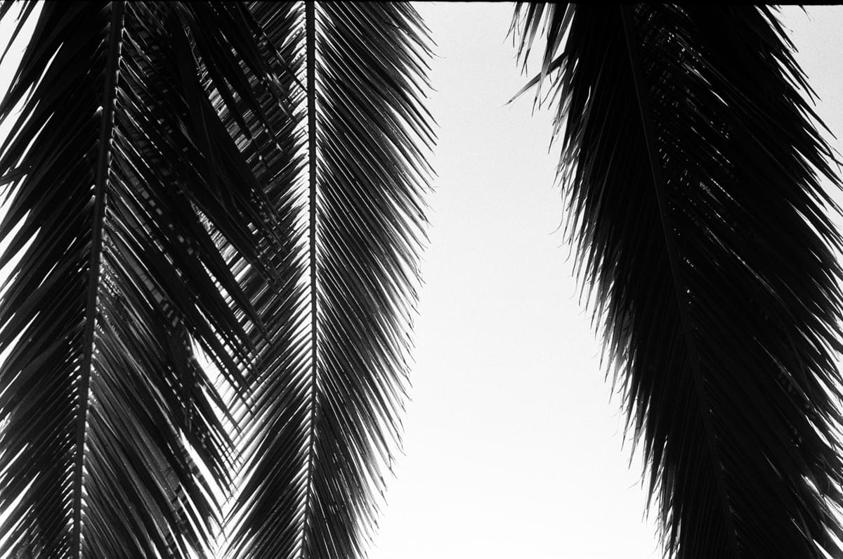 Backlit palm tree branches in black and white taken on a Fed 2 camera Backlit palm tree branches in black and white taken on a Fed 2 camera