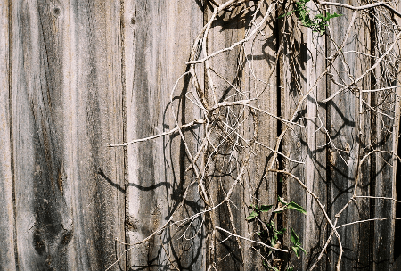 Yashica Ic Lynx 5000E camera test image, a fence and dead vine in the sunshine Yashica Ic Lynx 5000E camera test image, a fence and dead vine in the sunshine