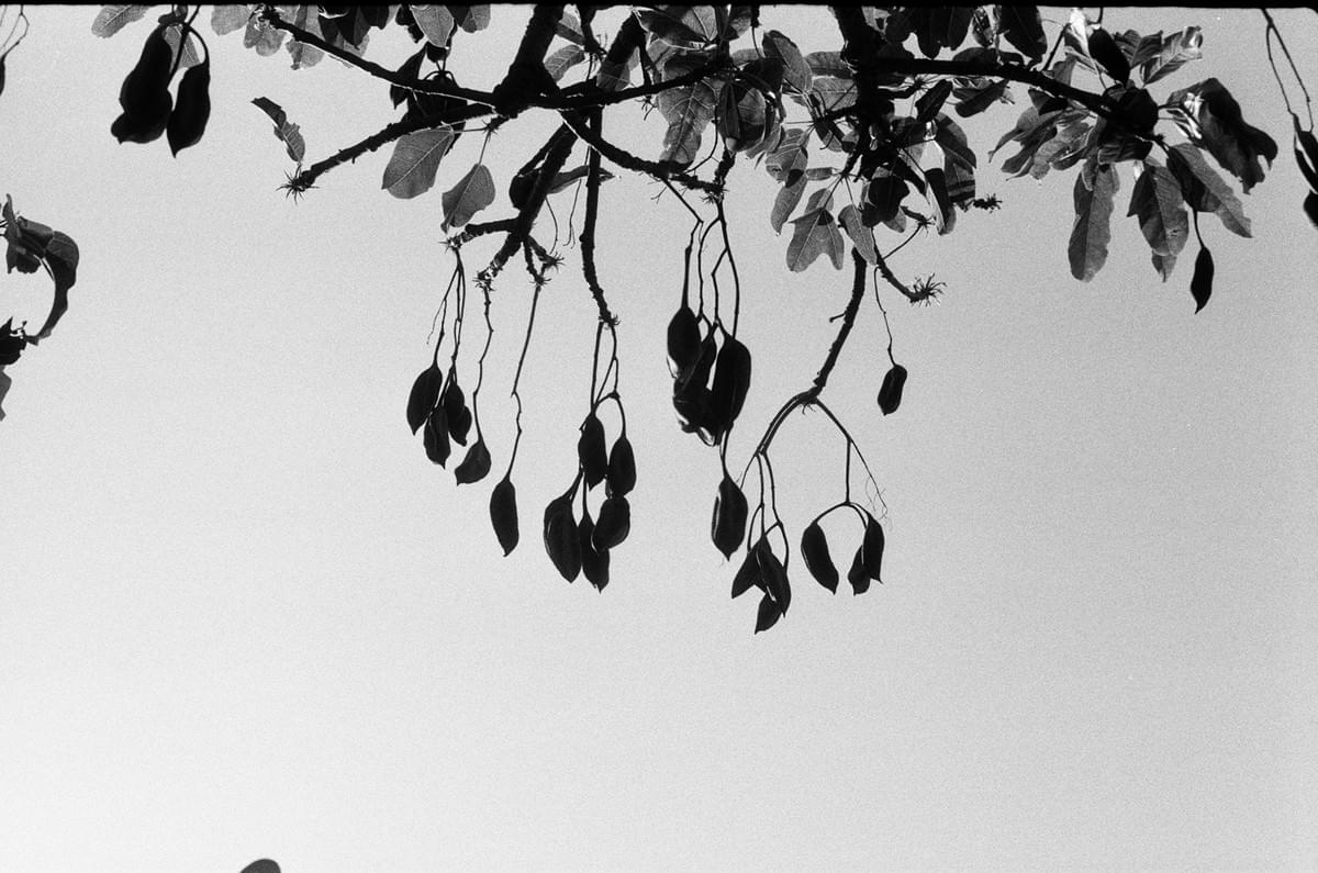 Looking up at a trees branches and hanging seed pods in black and white taken on a Fed 2 camera Looking up at a trees branches and hanging seed pods in black and white taken on a Fed 2 camera