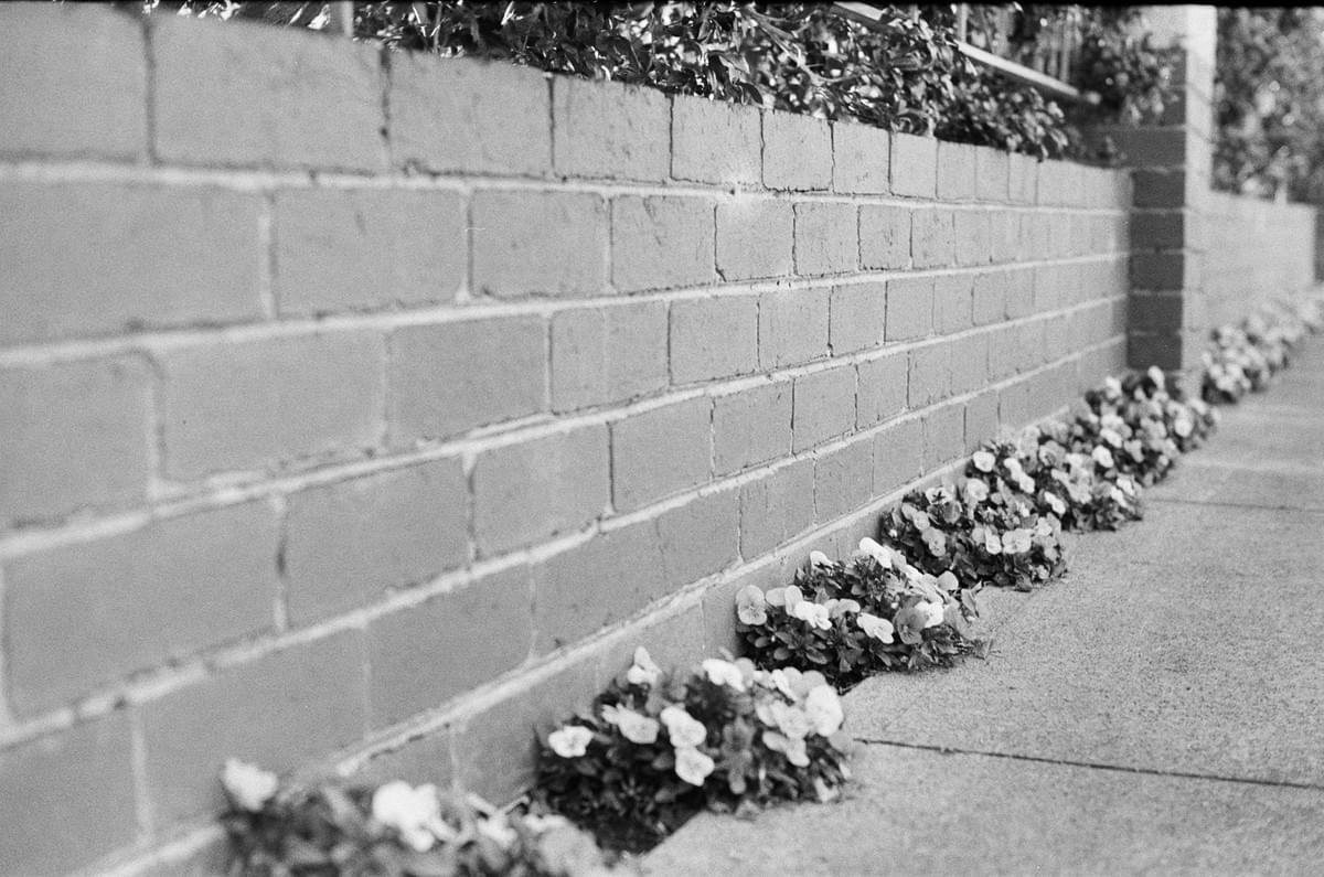 Dotted flower plants along a footpath and low fence in black and white taken on a Fed 2 camera Dotted flower plants along a footpath and low fence in black and white taken on a Fed 2 camera