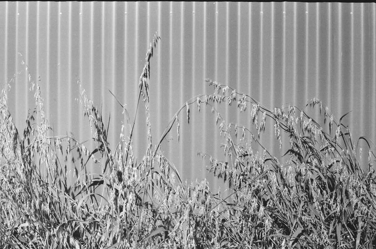 Corregated fence and weeds in the sun in black and white taken on a Fed 2 camera Corregated fence and weeds in the sun in black and white taken on a Fed 2 camera